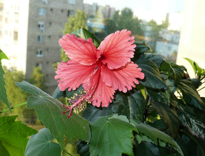 17 iulie - hibiscusi 2012