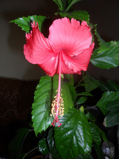 Hibiscus Rouge Tropique