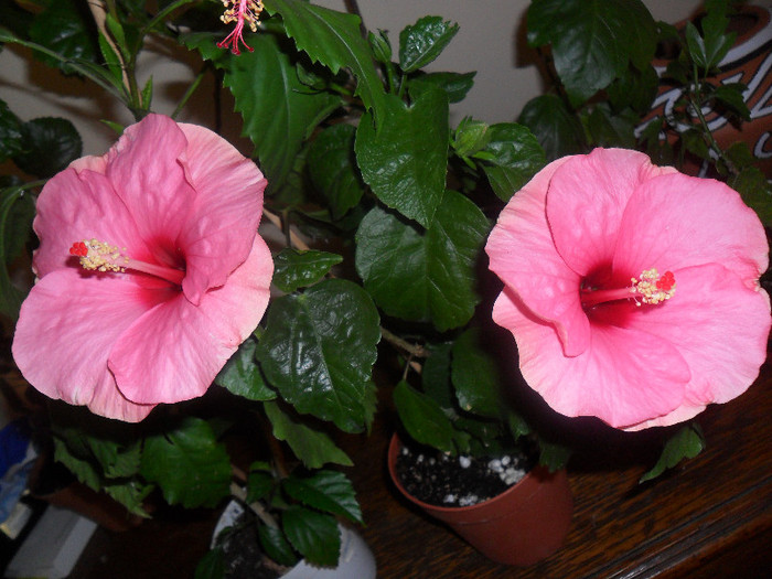 Hibiscus Long Life