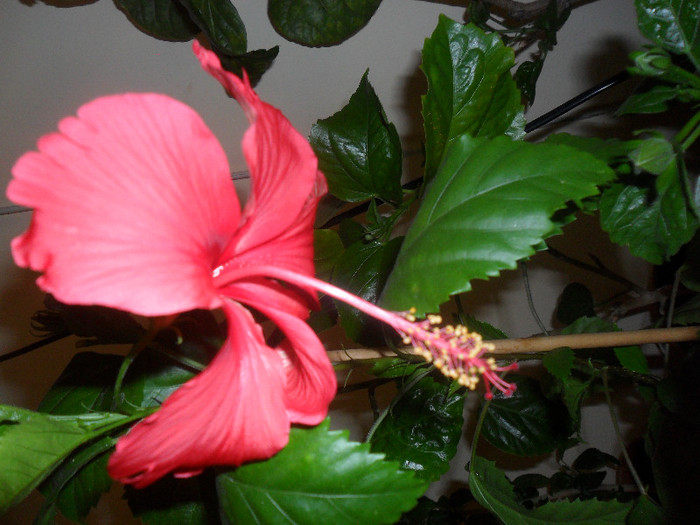 Hibiscus Rouge tropique