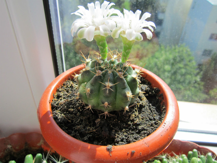 Gymnocalycium
