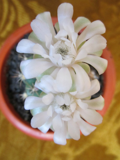 Gymnocalycium.