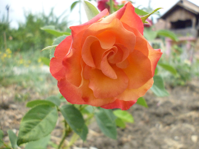 P1010005