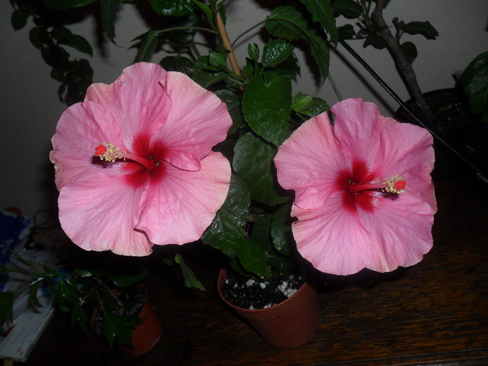 Hibiscus Long Life