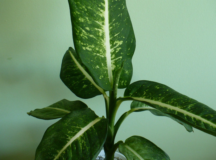 P1400518 - Dieffenbachia 2012 - 2013