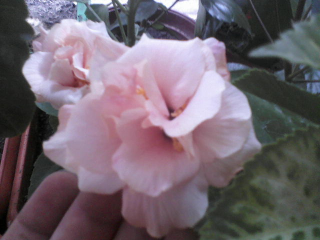 P17-07-12_10.33 - hibiscus