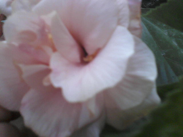 P17-07-12_10.33[2] - hibiscus