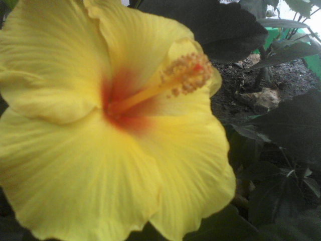 P18-07-12_11.37 - hibiscus