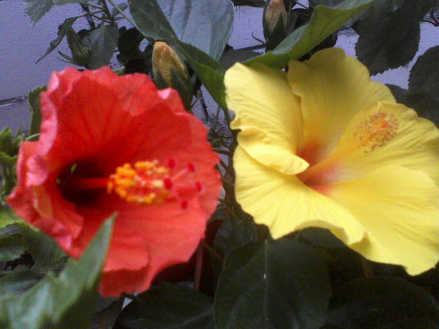 P18-07-12_16.56[2] - hibiscus