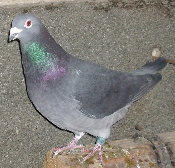 40324003_QKBYIROLQ - Pigeons