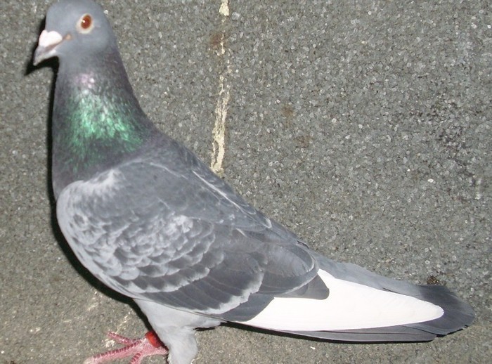 40324044_RCOVVJKMW - Pigeons