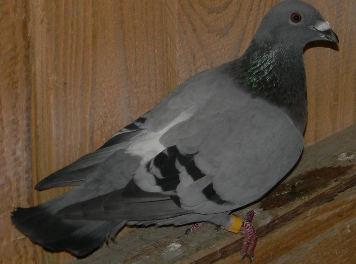 40324051_KKGBXRRLK - Pigeons