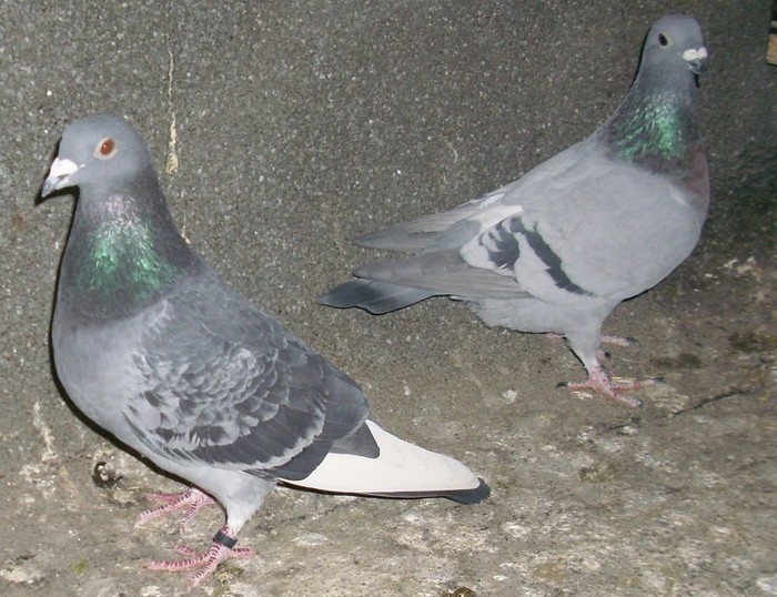 40324059_EDDTSKQTA - Pigeons