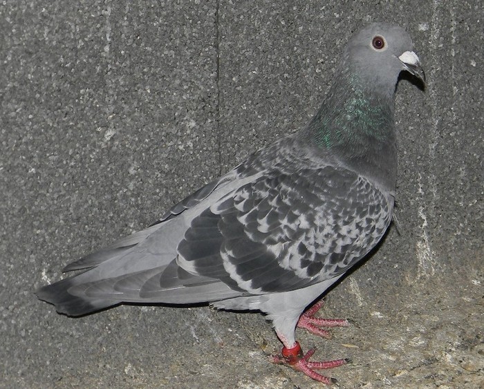 40324114_GRNXPJPZA - Pigeons