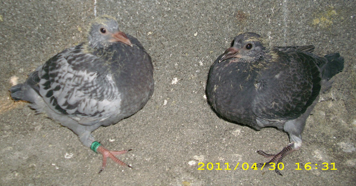 40326579 - Pigeons