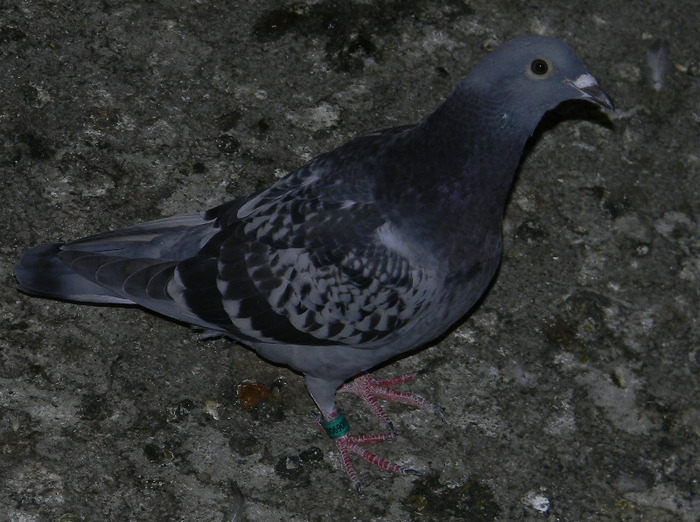 40326639 - Pigeons