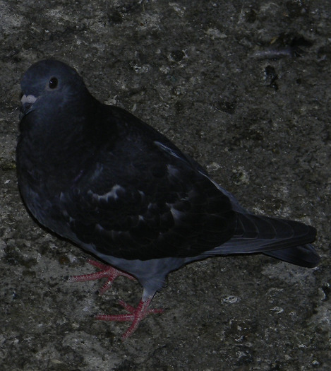 40326653 - Pigeons