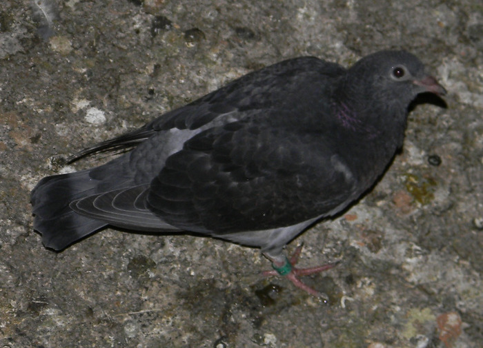 40326670 - Pigeons