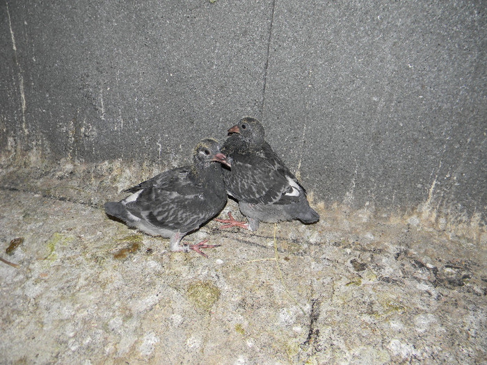 DSCN1121 - Pigeon2012