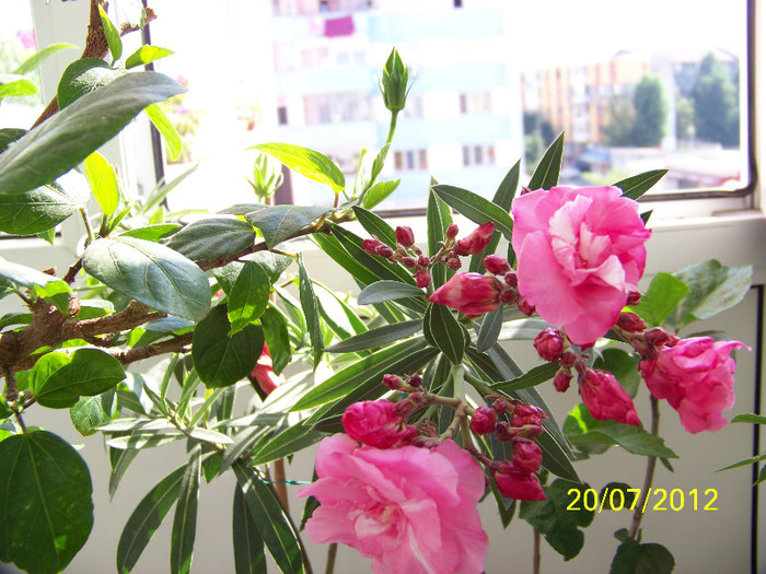 354_7411 - Leandrii 2012