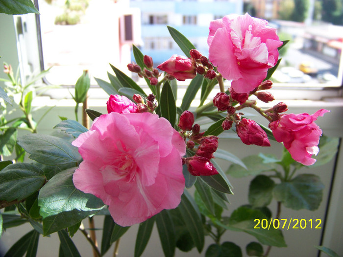 354_7427 - Leandrii 2012