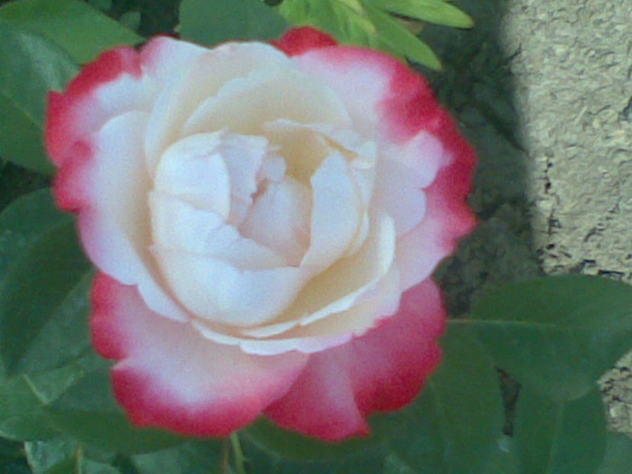 nostalgie - trandafiri