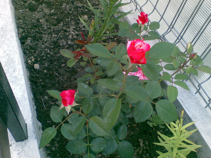 nostalgie - trandafiri