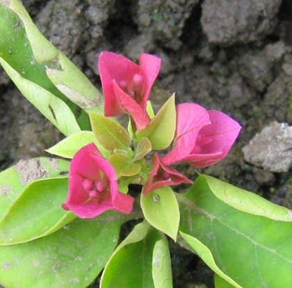 bougainvillea3