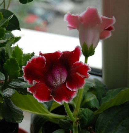 gloxinia34