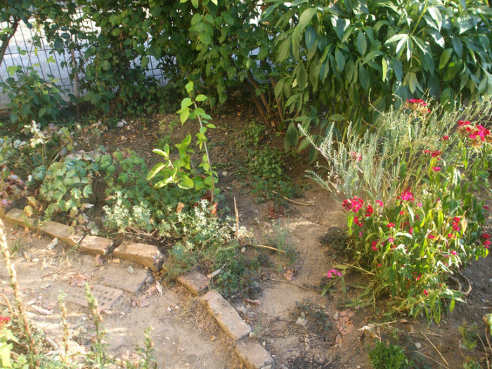 flori 2012 963