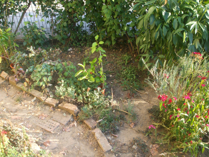 flori 2012 966