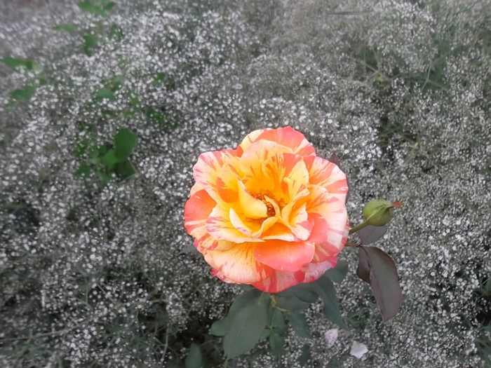 marvelle si gypsophylla - trandafiri 2012