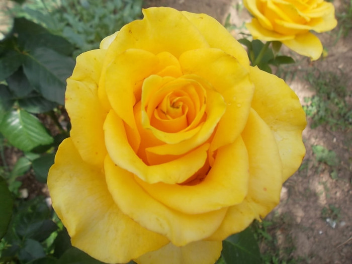 mabella - trandafiri 2012