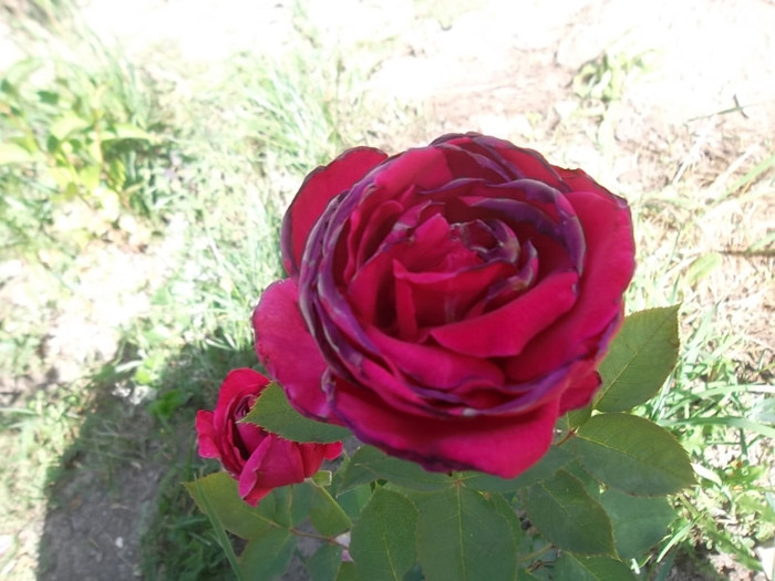 crimson glory - trandafiri 2012