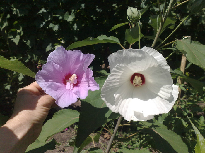 alaturi de syriacus - Hibiscus Moscheutos