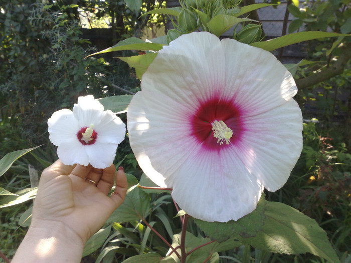 19072012 alaturi de syriacus - Hibiscus Moscheutos