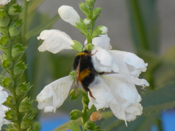 Bumblebee on Physostegia (2012, Jul.19) - BEES and BUMBLEBEES