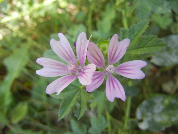 Nalba de padure (2012, July 20) - Malva sylvestris_Mallow