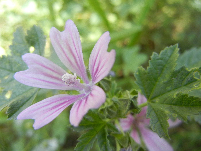 Common Mallow (2012, July 20)