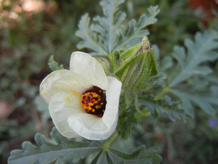 Hibiscus trionum (2012, July 20) - Hibiscus trionum