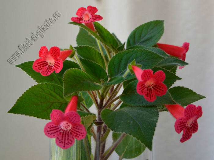 Kohleria Yfs Lucica; 2012

