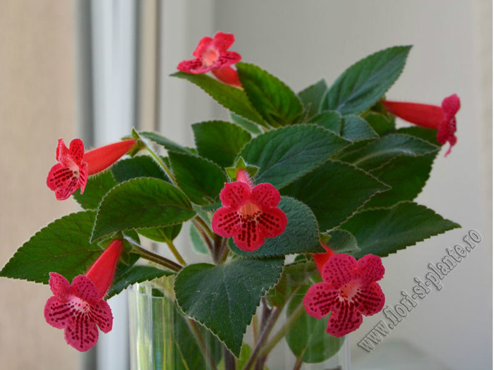Kohleria Yfs Lucica; 2012
