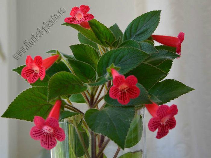 Kohleria Yfs Lucica; 2012
