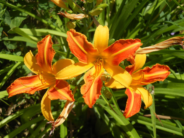 Hemerocallis Frans Hals (2012, July 20)