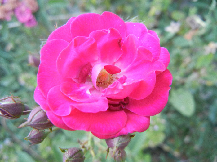 Rose Leipzig (2012, July 19) - Rose Leipzig