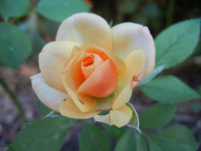 Orange Miniature Rose (2012, Jul.19) - Miniature Rose Orange