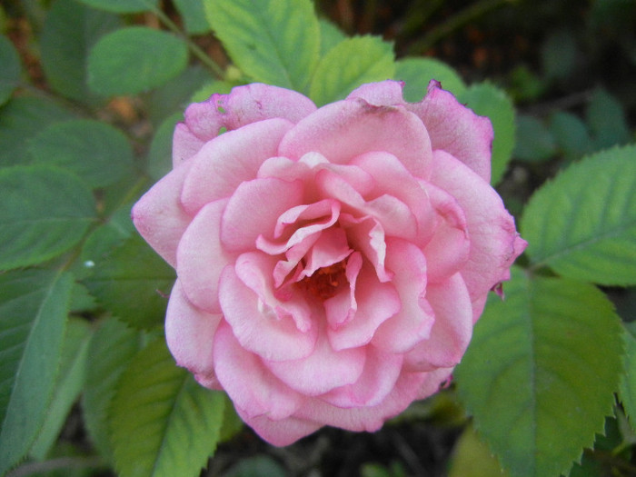 Pink Miniature Rose (2012, July 19) - Miniature Rose Pink