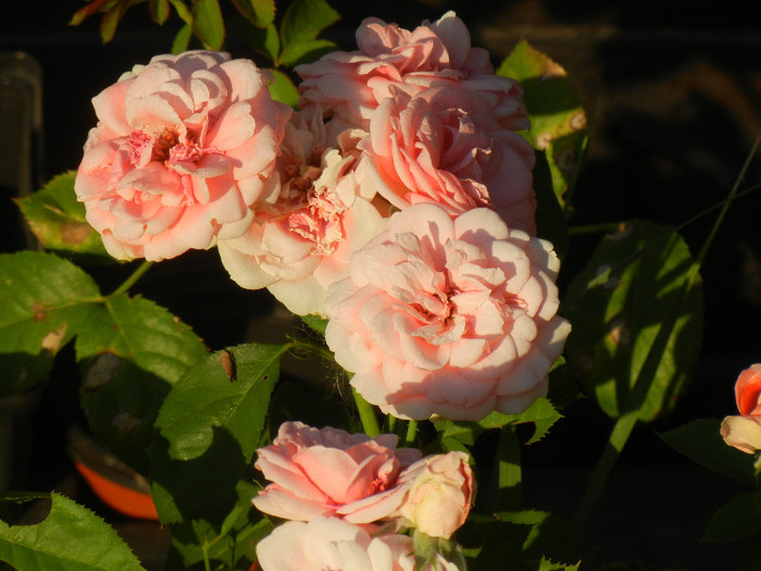 Rose Pleasure (2012, July 19)