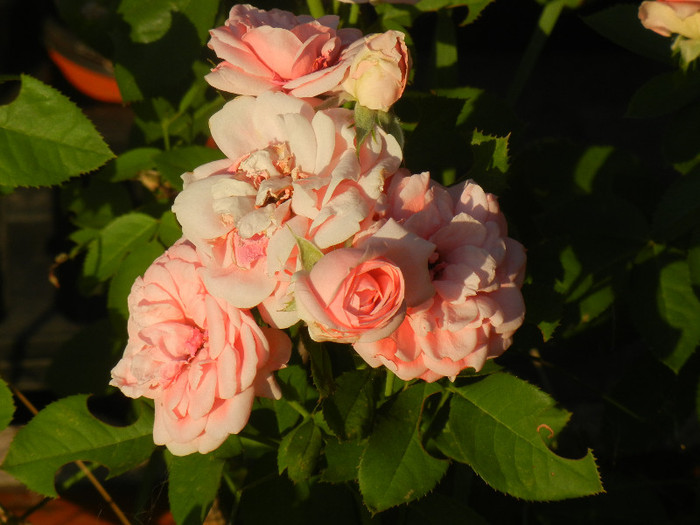 Rose Pleasure (2012, July 19)