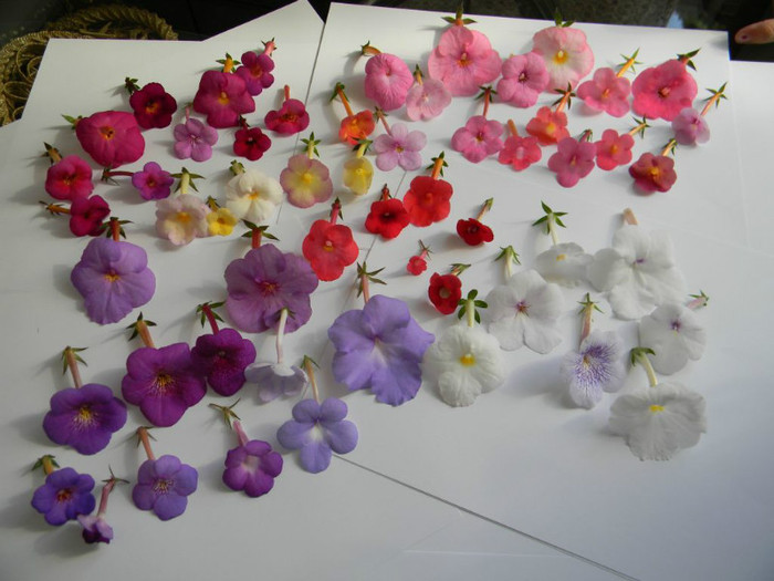 Grup 20-07-2012' - ACHIMENES  - varietati